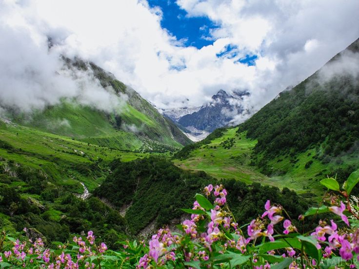 Valley of Flowers,