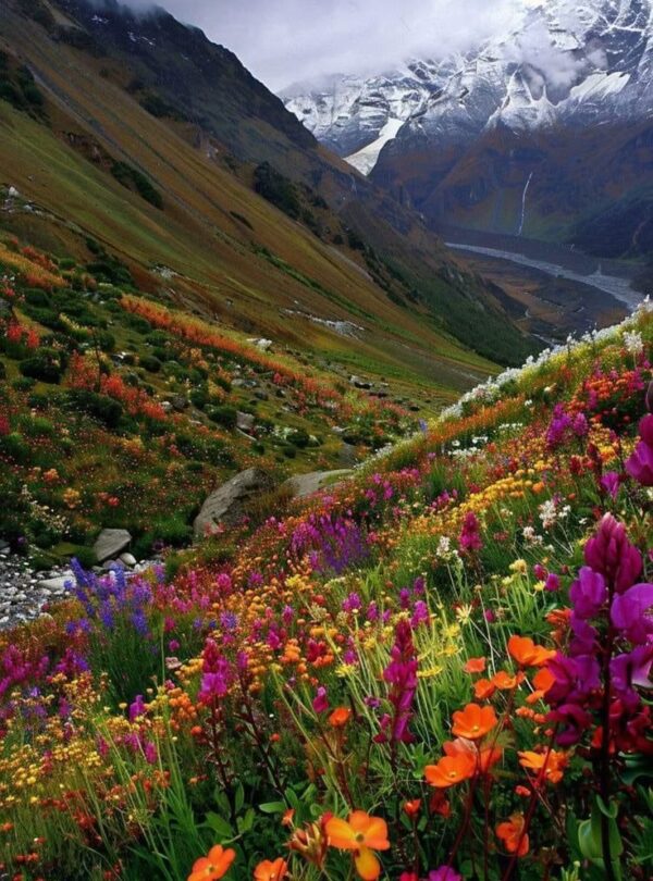 Valley of Flowers