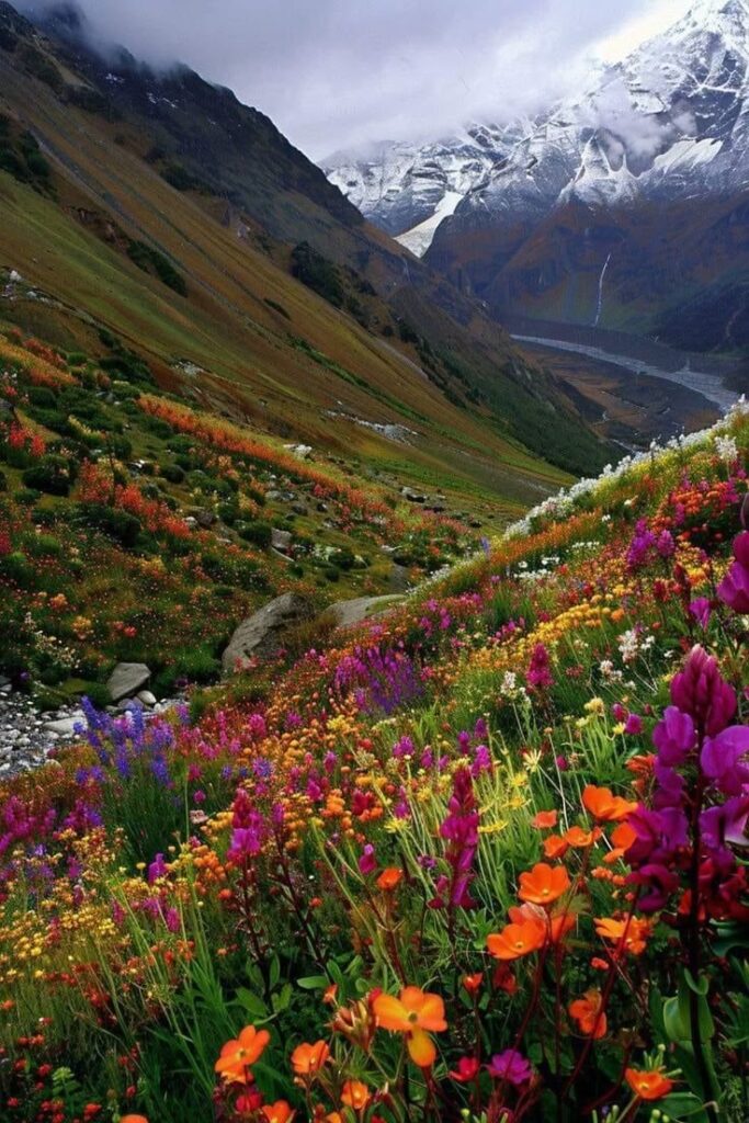 Valley of Flowers