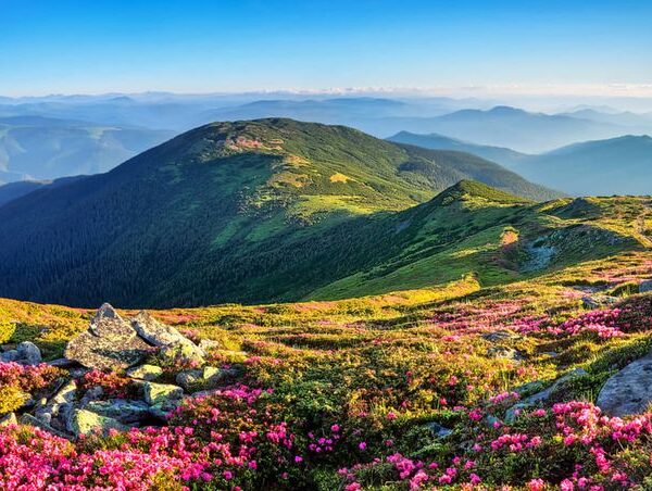 Valley of Flowers,