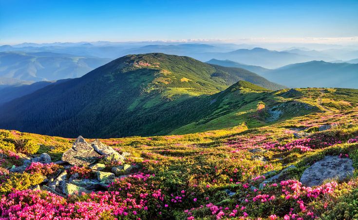 Valley of Flowers,