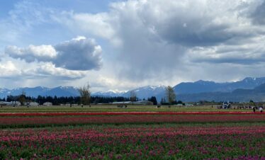 Vibrant tulip fields stretch towards the mountains under a dramatic cloudy sky.