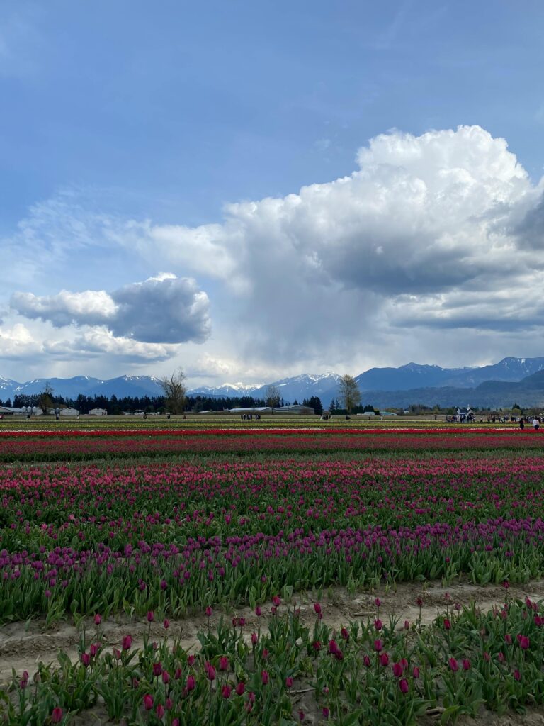 Vibrant tulip fields stretch towards the mountains under a dramatic cloudy sky.