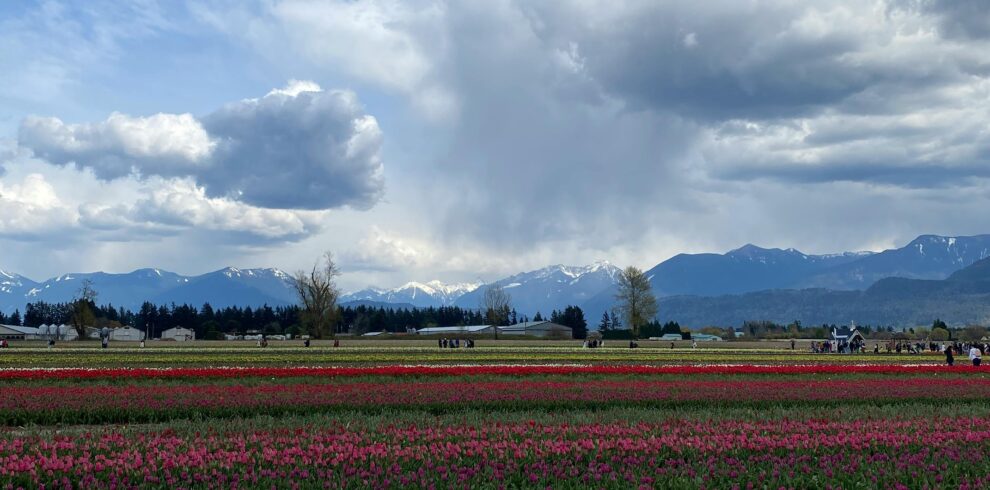 Vibrant tulip fields stretch towards the mountains under a dramatic cloudy sky.