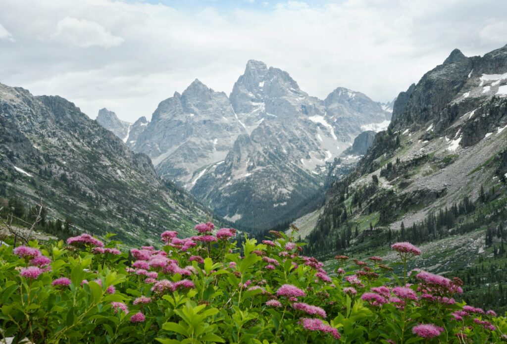 Experience the majestic Grand Teton landscape adorned with vibrant wildflowers in Wyoming's natural beauty.