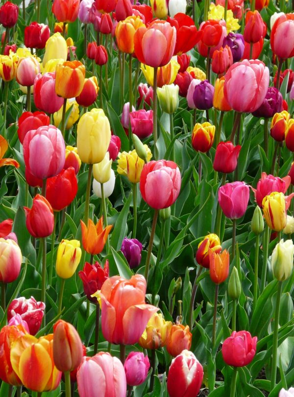 A colorful array of tulips blooming in a field, showcasing the beauty of spring season.
