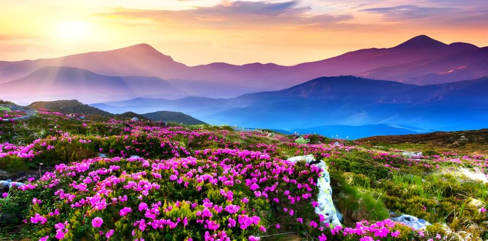 Valley of Flowers
